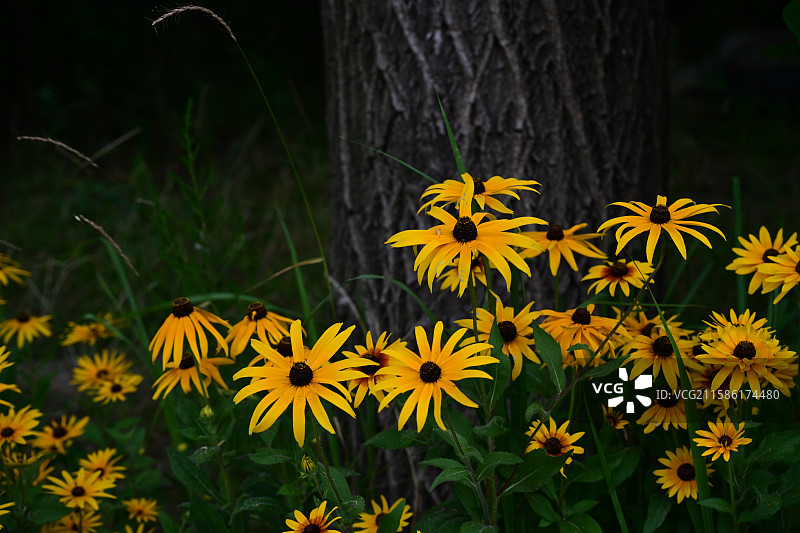 青岛莱西市莱西湖环湖路盛开的金鸡菊图片素材