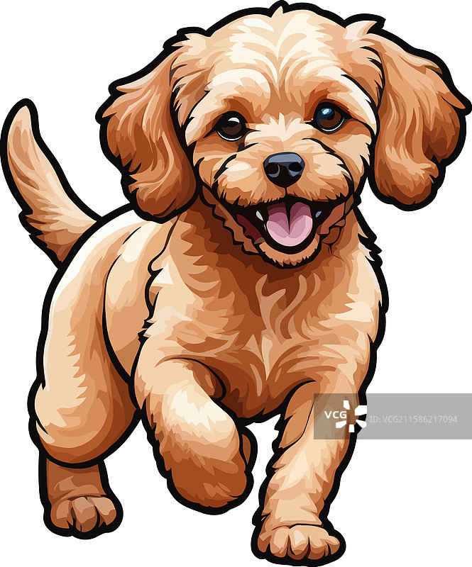 毛茸茸的杏色可卡犬图片素材