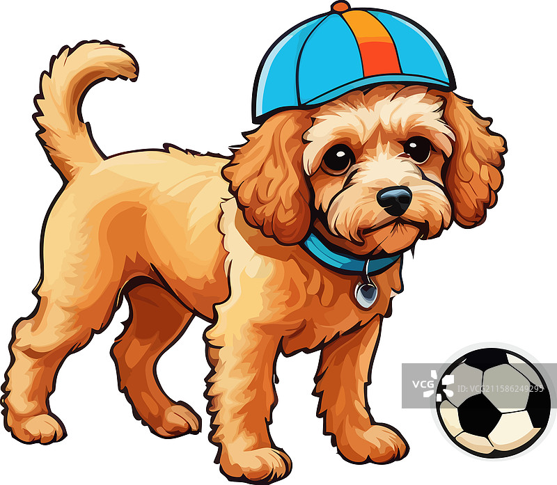 可爱的杏色卷毛狗肖像图片素材