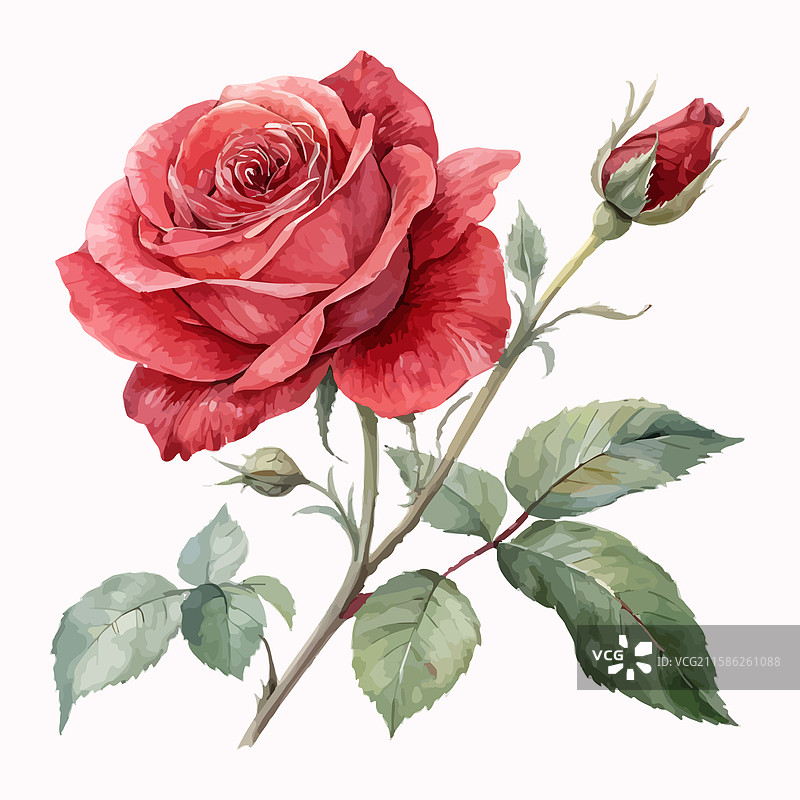 浪漫的红玫瑰水彩画图片素材