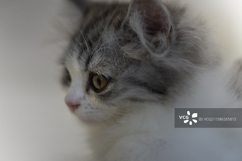 可爱的小猫图片素材