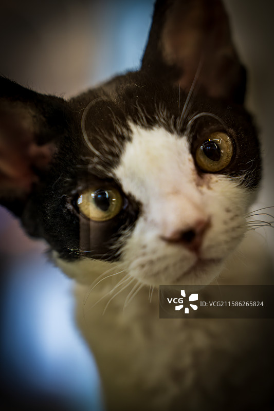 可爱的小猫图片素材