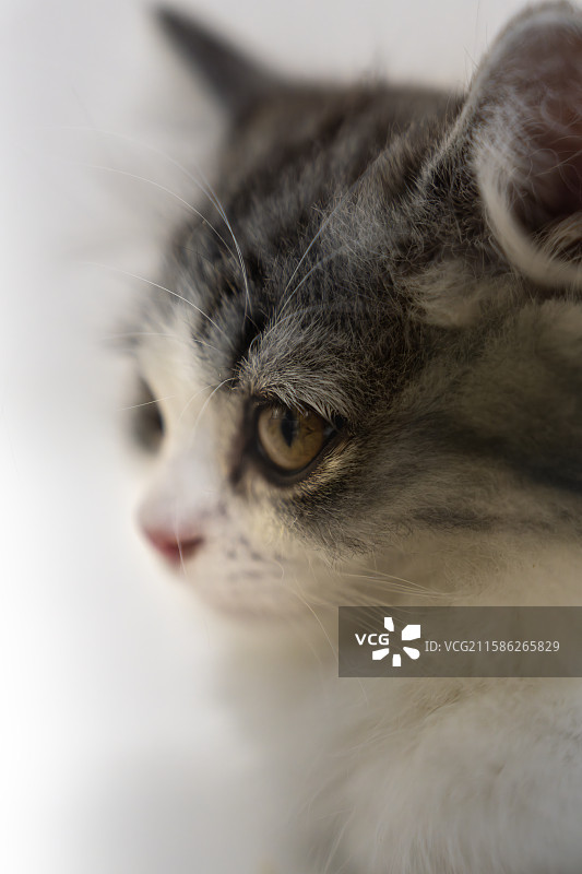 可爱的小猫图片素材