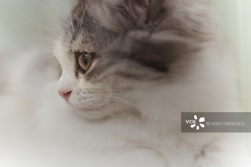 可爱的小猫图片素材