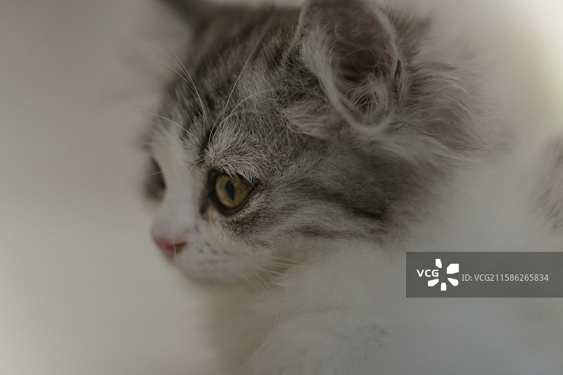 可爱的小猫图片素材