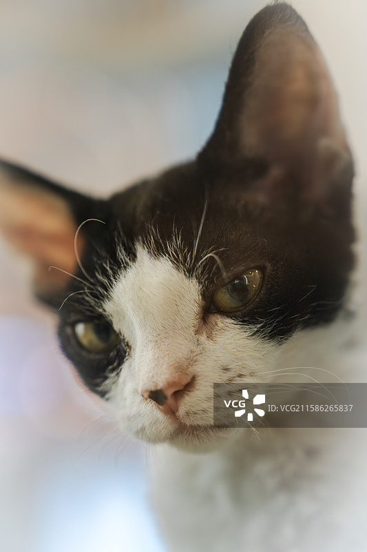 可爱的小猫图片素材