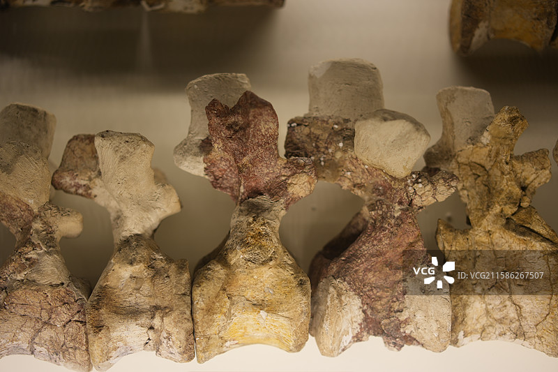 晚白垩世天镇甲龙脊椎化石图片素材