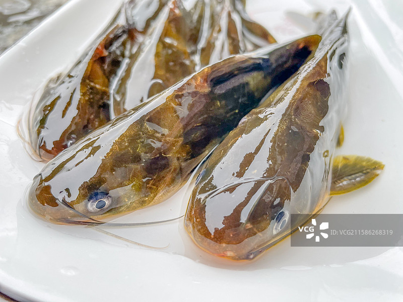 营养健康黄骨头鱼美食食材膳食图片素材