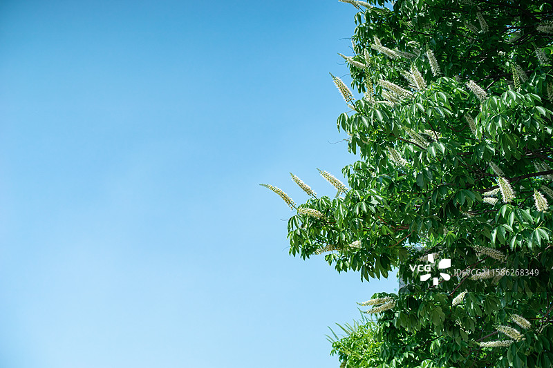 中国野生植物拍摄主题，公园中国园林铺装庭院里的七叶树和盛开的花朵景观设计，户外白昼无人图像摄影图片素材