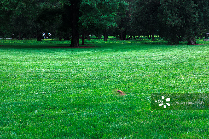 天坛夏季雨天的绿意盎然图片素材