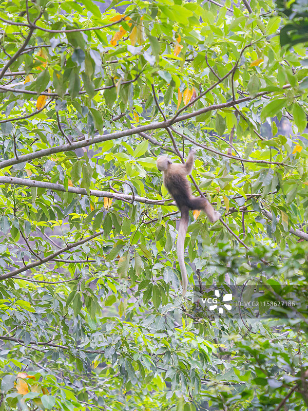 广西崇左白头叶猴图片素材