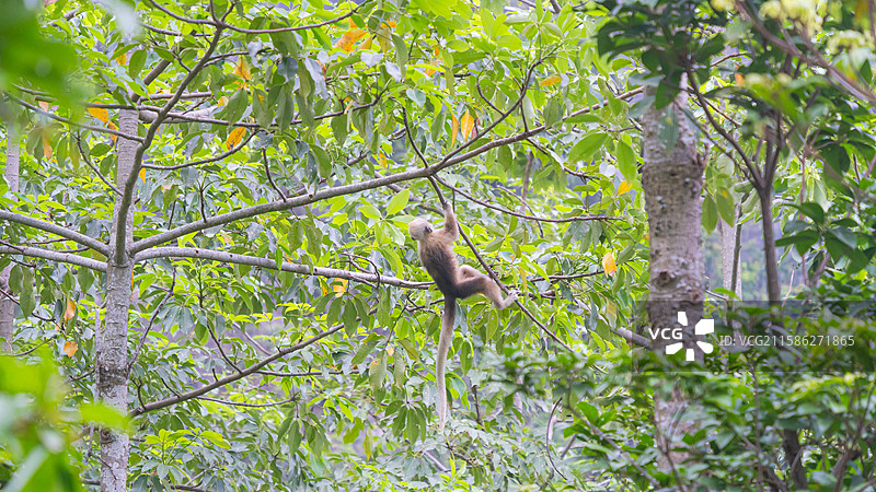 广西崇左白头叶猴图片素材