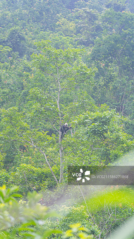 广西崇左白头叶猴图片素材