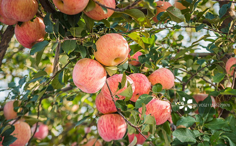烟台树上成熟红富士苹果图片素材