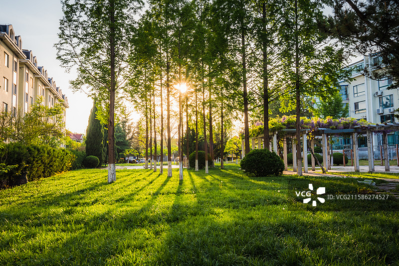 日落树木草坪光影图片素材