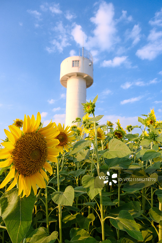 自由的灯塔图片素材
