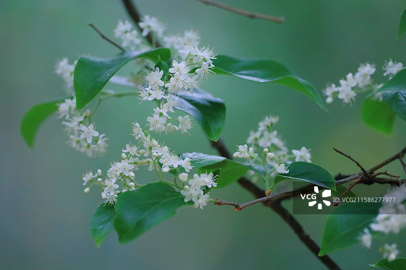 江南苏州常熟三峰清凉禅寺山矾科白檀图片素材