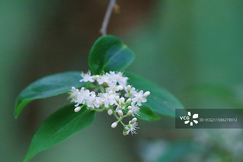 江南苏州常熟三峰清凉禅寺山矾科白檀图片素材