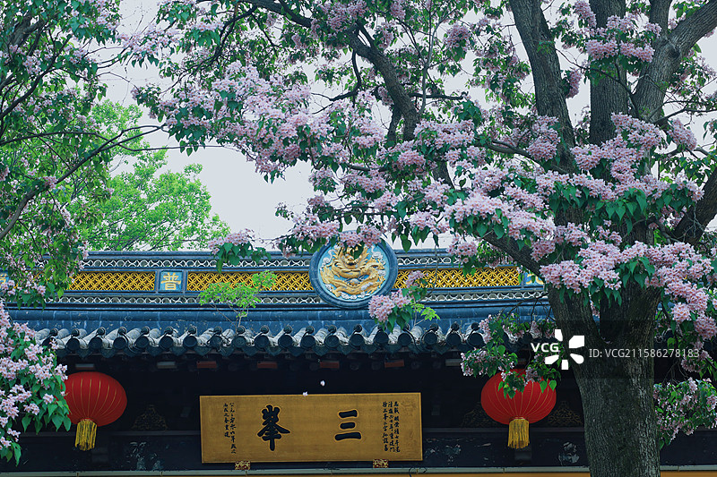 江南苏州常熟三峰清凉禅寺百年楸树图片素材