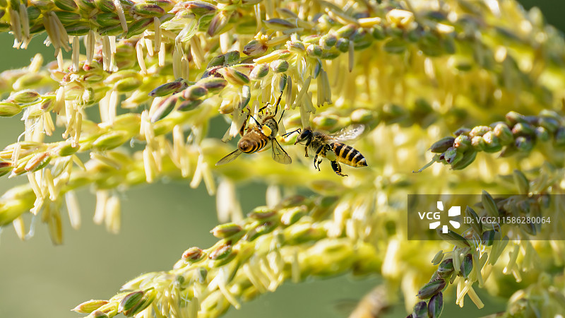 蜜蜂玉米花上采花粉图片素材