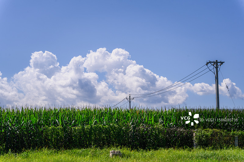 蓝天白云玉米田图片素材