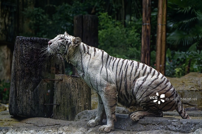 进食的白虎图片素材
