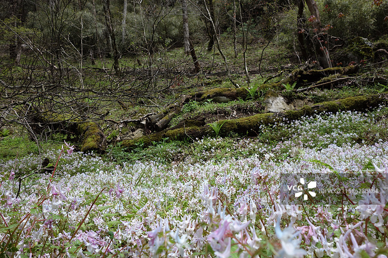 陕西省陕南汉中市略阳县略阳五龙洞国家森林公园图片素材