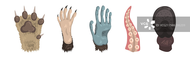 不同动物的爪子和肢体或足部组合图片素材