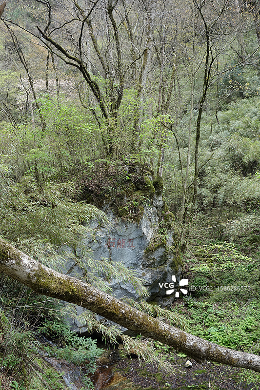 陕西省陕南汉中市略阳县略阳五龙洞国家森林公园：五龙石图片素材
