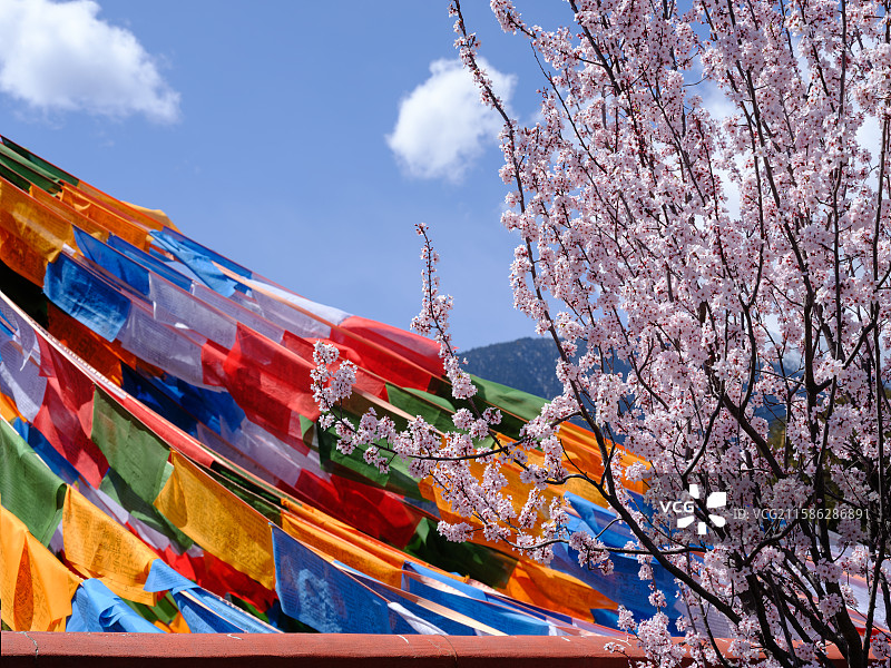 2025年西藏林芝春天南迦巴瓦雪山下盛开的桃花樱花成长的麦苗田园风光图片素材