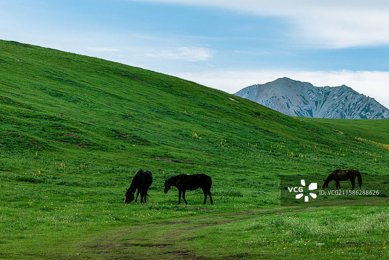 阿坝州甘南环线小独库公路 Y550乡道风光草原森林山地图片素材
