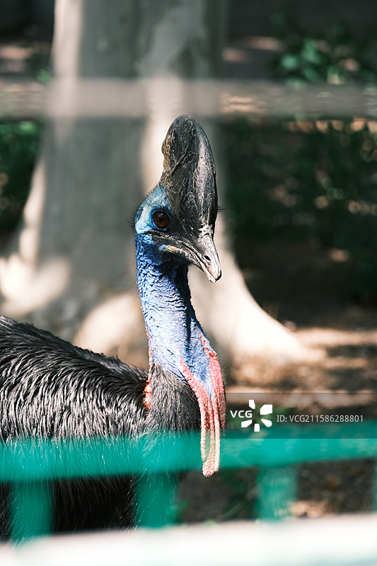 天津动物园，动物园中的动物特写镜头图片素材