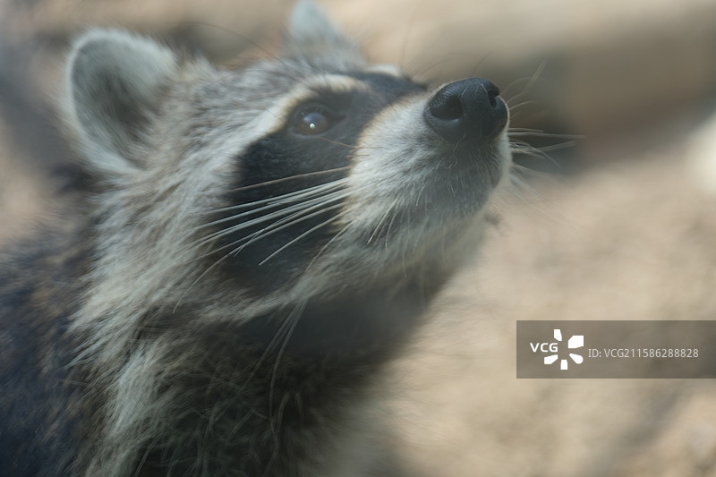 天津动物园，动物园中的动物特写镜头图片素材