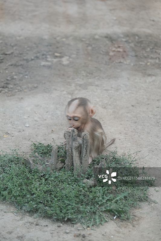 天津动物园，动物园中的动物特写镜头图片素材