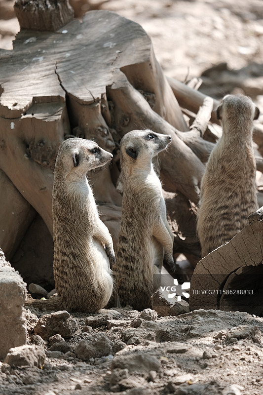 天津动物园，动物园中的动物特写镜头图片素材