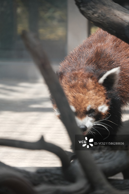 天津动物园，动物园中的动物特写镜头图片素材