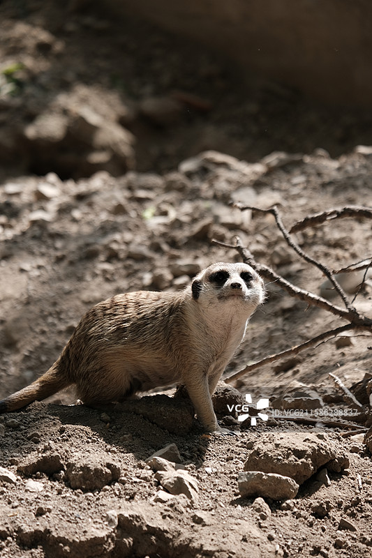 天津动物园，动物园中的动物特写镜头图片素材