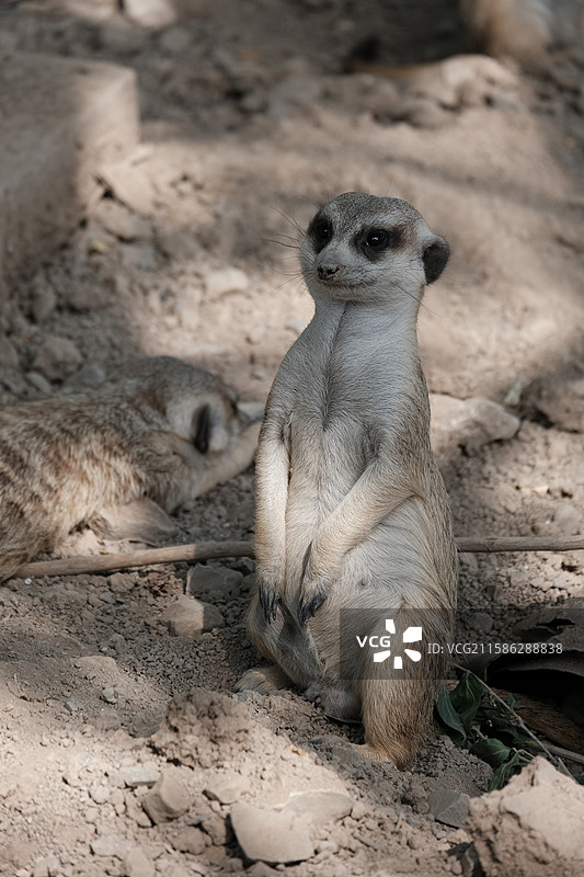 天津动物园，动物园中的动物特写镜头图片素材