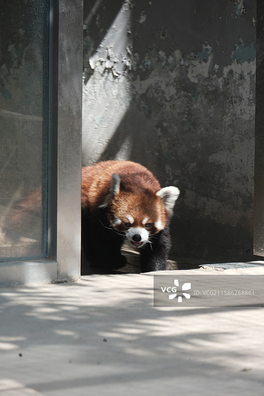 天津动物园，动物园中的动物特写镜头图片素材