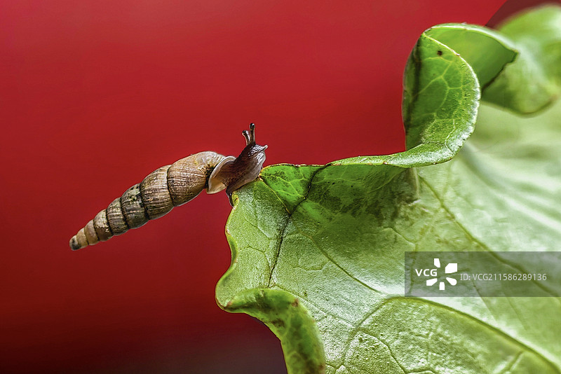 小钉螺图片素材