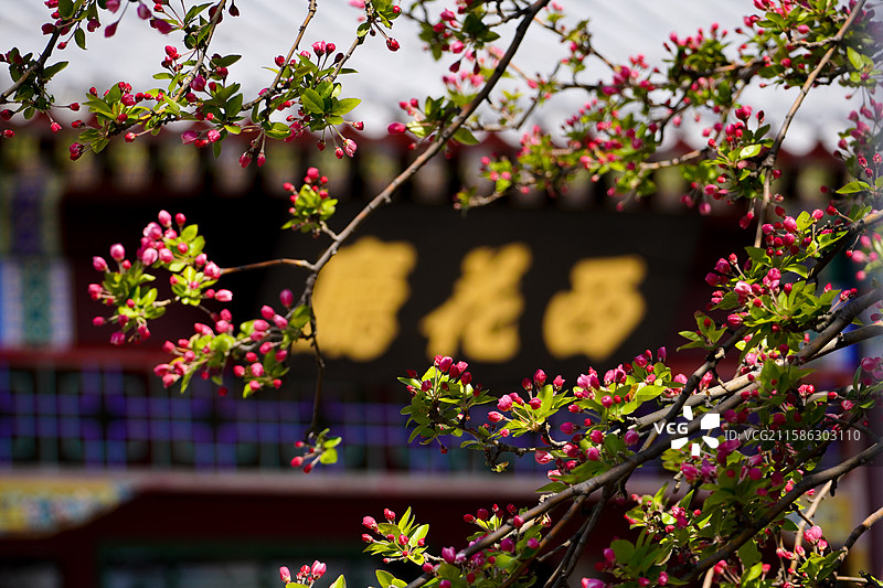 周邓纪念馆的海棠花图片素材