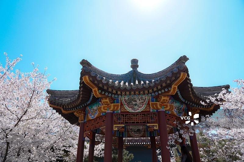 周邓纪念馆的春日樱花图片素材