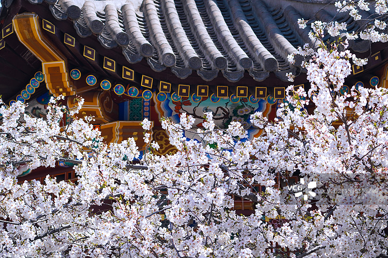 周邓纪念馆的春日樱花图片素材