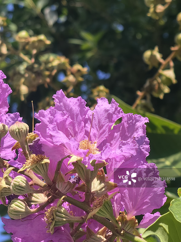 大花紫薇，大叶紫薇，五里香，佛泪花，百日红图片素材