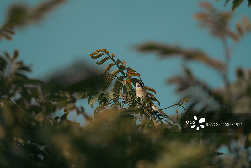 福鼎的白头鹎图片素材