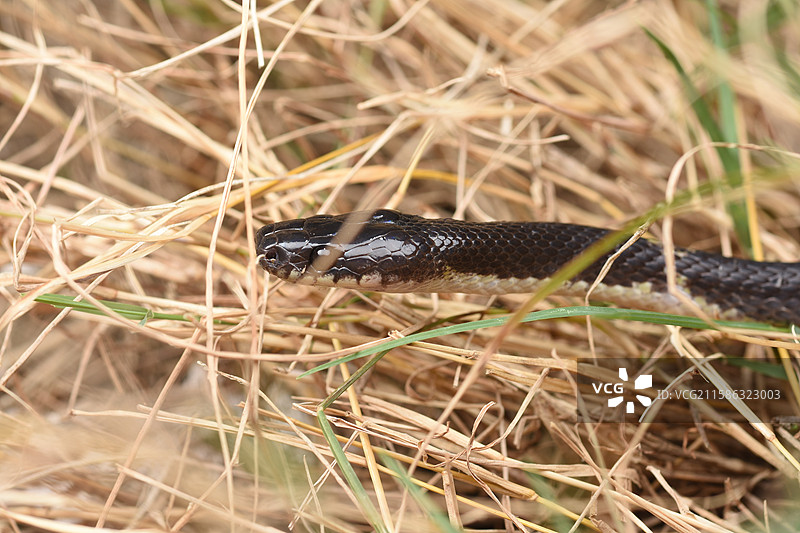 银环蛇图片素材