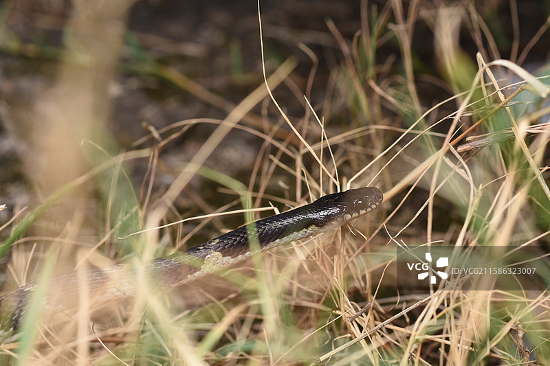 银环蛇图片素材