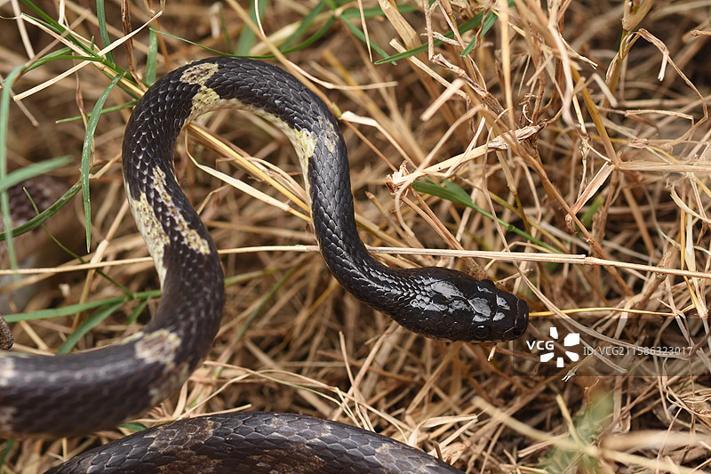 银环蛇图片素材