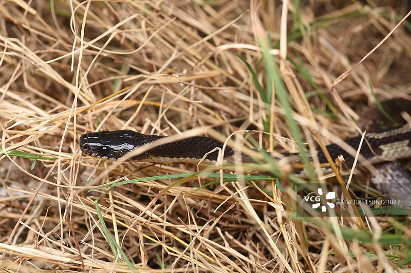 银环蛇图片素材