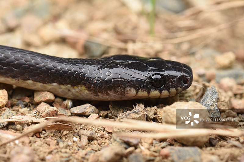 银环蛇图片素材